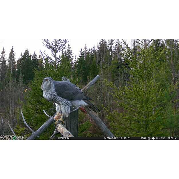 Belaidė stebėjimo kamera NITEforce Outlaw 30MP 4G 4K